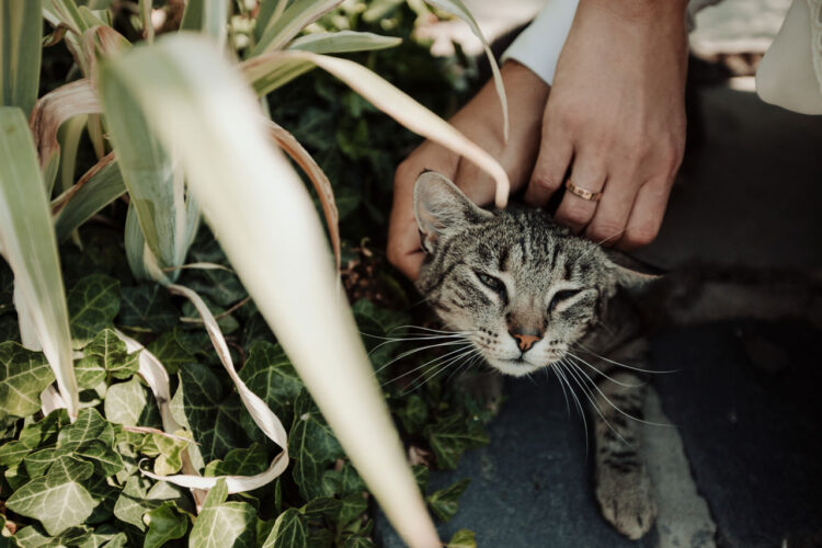Plener Ślubny - 40 naszych ulubionych zdjęć 81 sesja slubna plener slubny pomysly koty 03